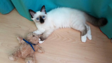 IMG-b1dfdd93121d99e00442843a1840da94-V