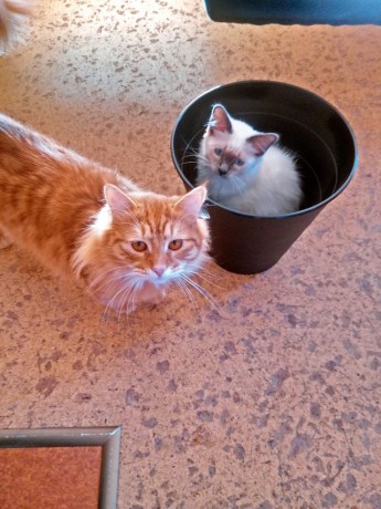 IMG-a2fd2b3fa20edd413c2fc650b5f04e63-V