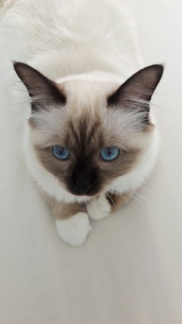 IMG-8f82d42139ba92b6f53f9804c1b05577-V