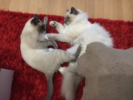 received_503180410174786