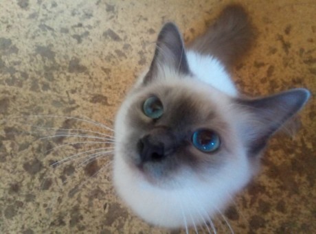 IMG-0ab9133fbdc1faa058d657654c369f76-V