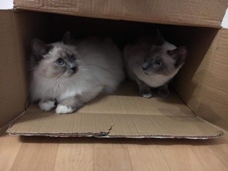 received_454484298418639