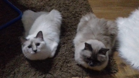 received_2231554293733916