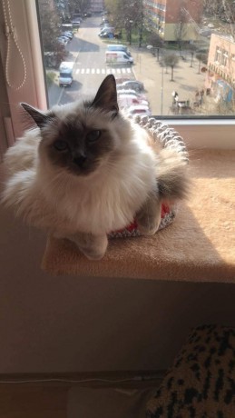 received_297203774501676