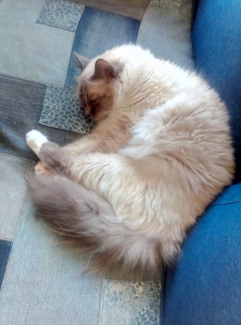 IMG-c1ab0a79210360198fbf710b26bd3c73-V