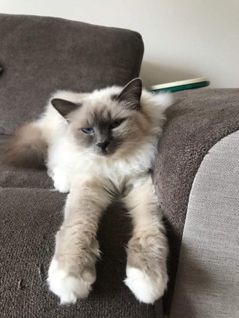 received_460127388185713