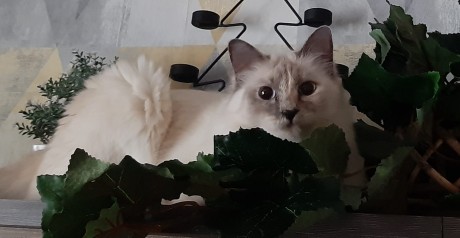 92125390_2835896226487865_3602675892813299712_o