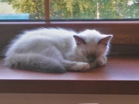 IMG-9b715f41280ea24e110f936e45d569f0-V