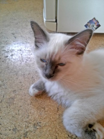 IMG-79ba89db3eafe318fcbccb5ae79d000f-V1