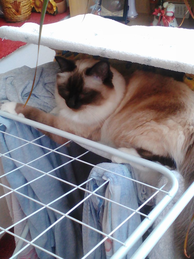 Lenovo_A1000_IMG_20180501_143214