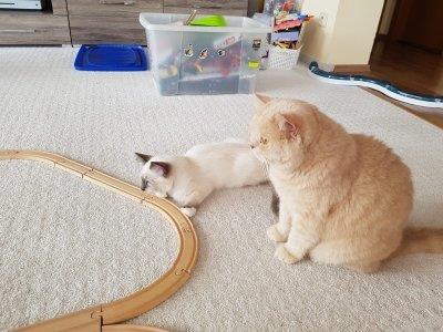 telefon 18.7.2018 215