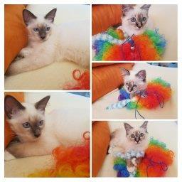 telefon 18.7.2018 311