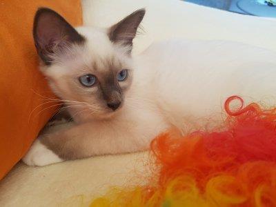 telefon 18.7.2018 315