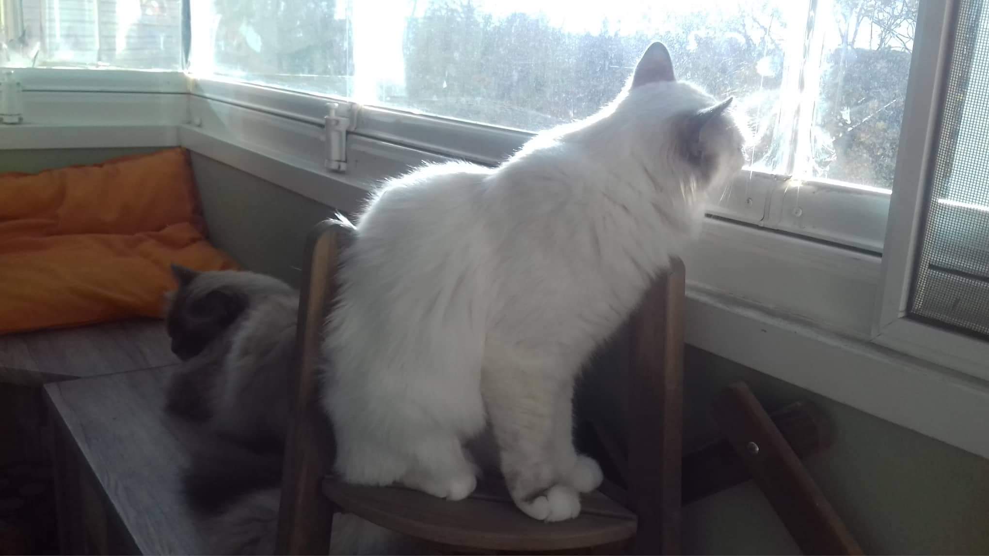 received_456772414728731