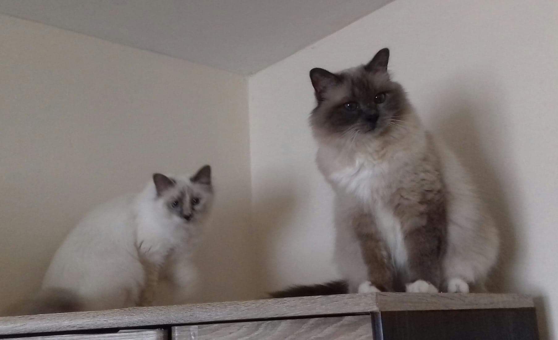 received_334257847403619