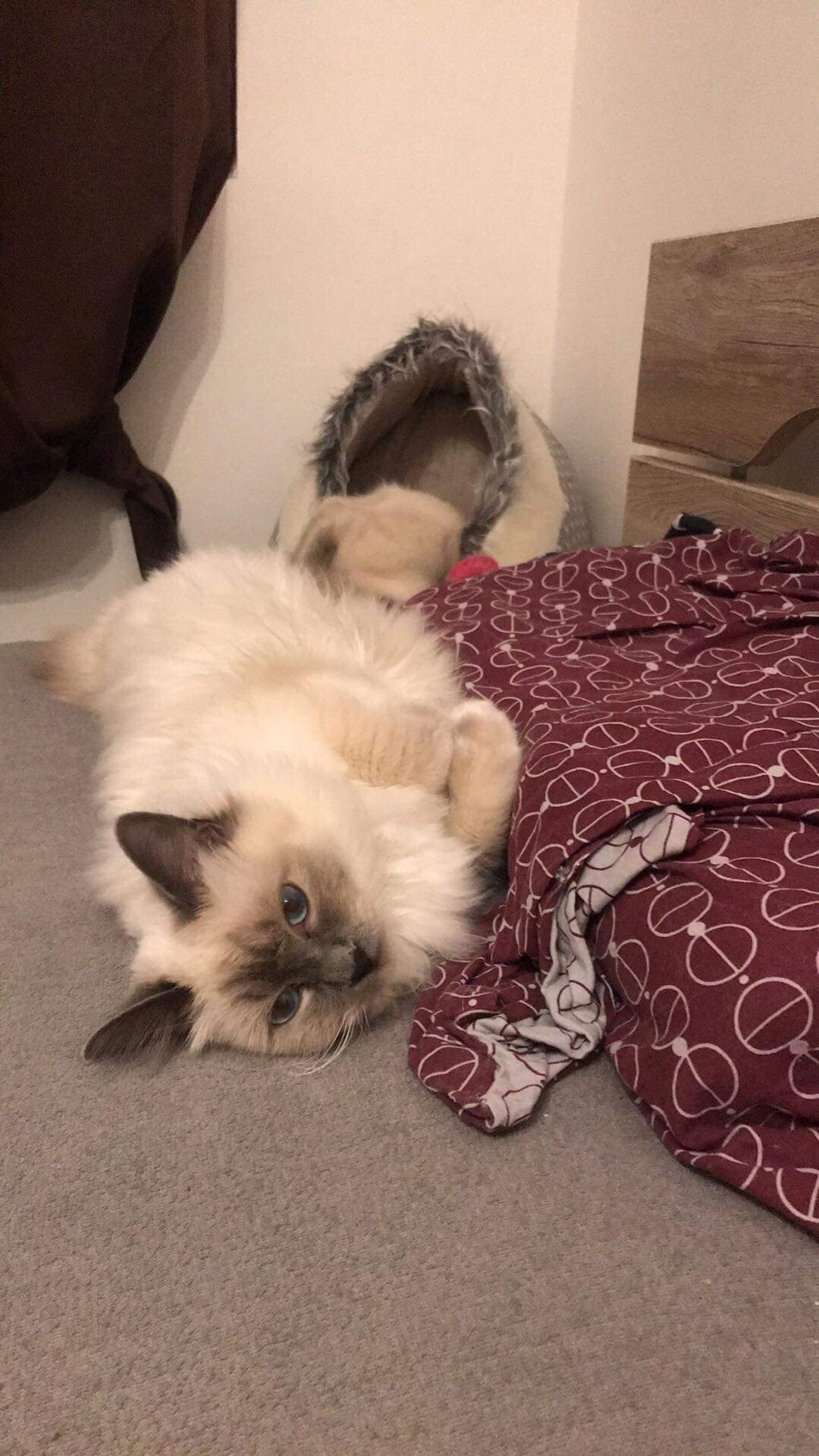 received_295441384450530