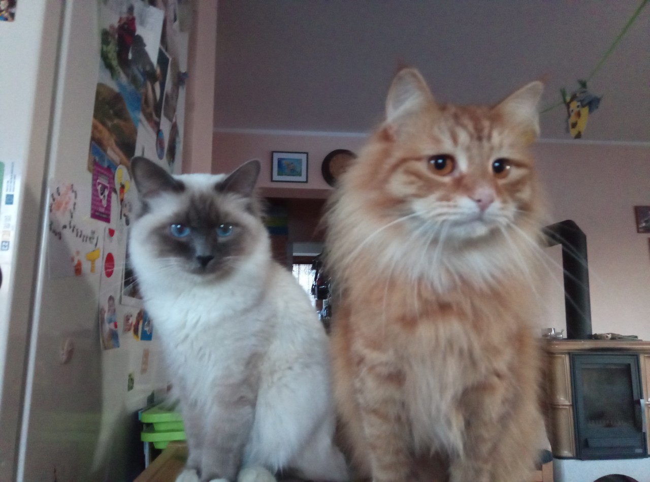 IMG-02988e043116d4b6236d28f05e4c67be-V