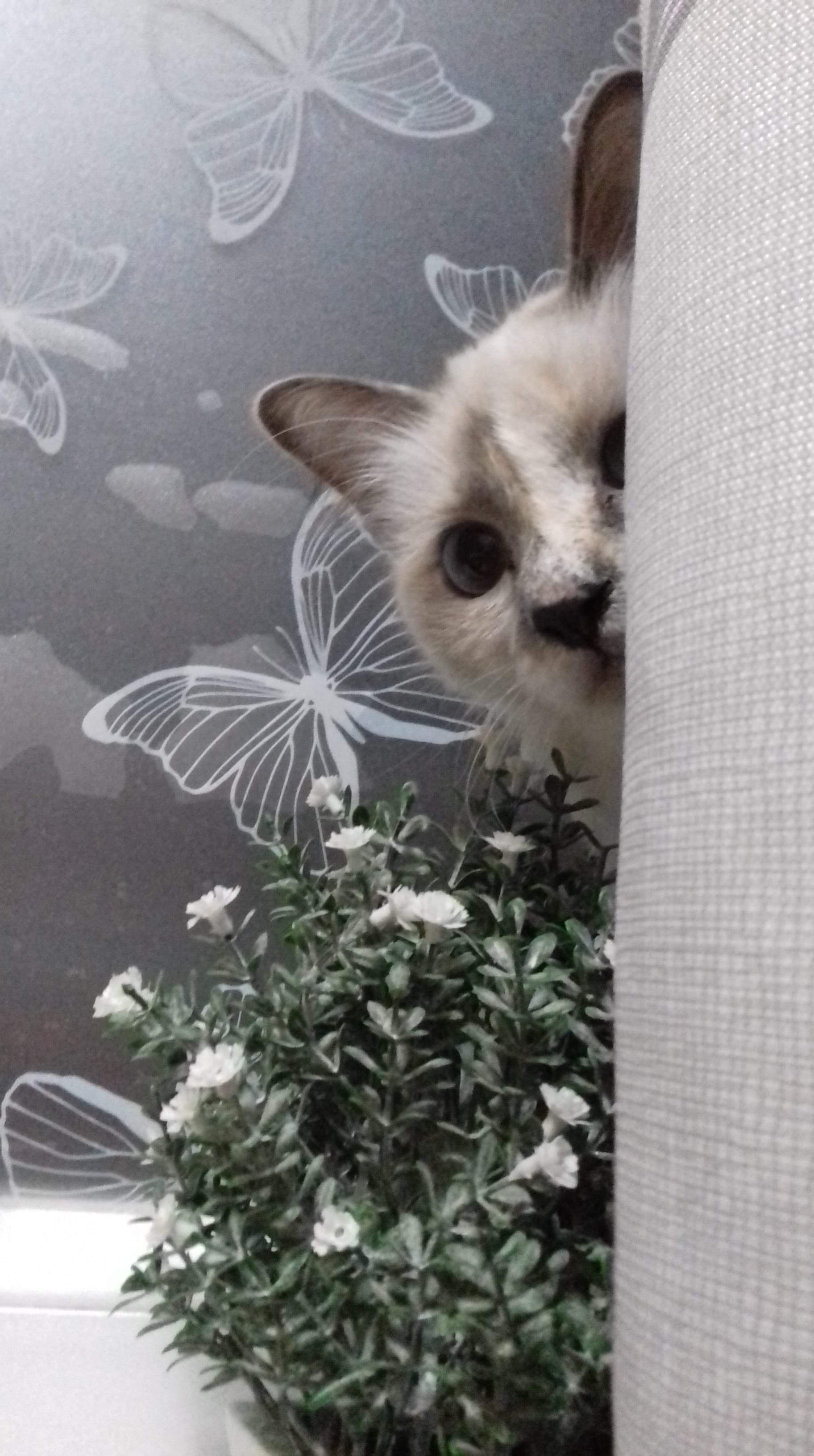 received_322060411836725