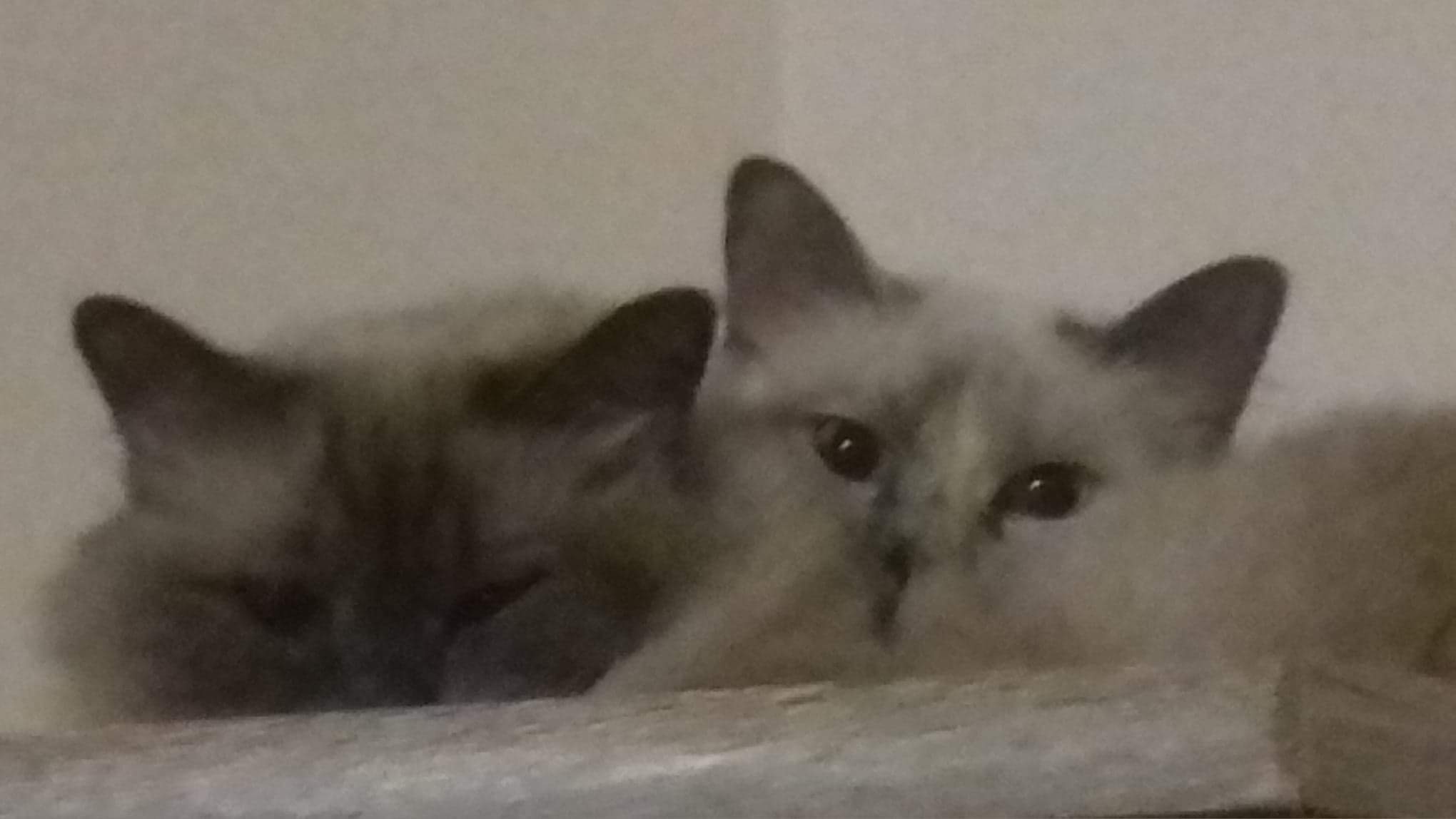 received_1007362372775044