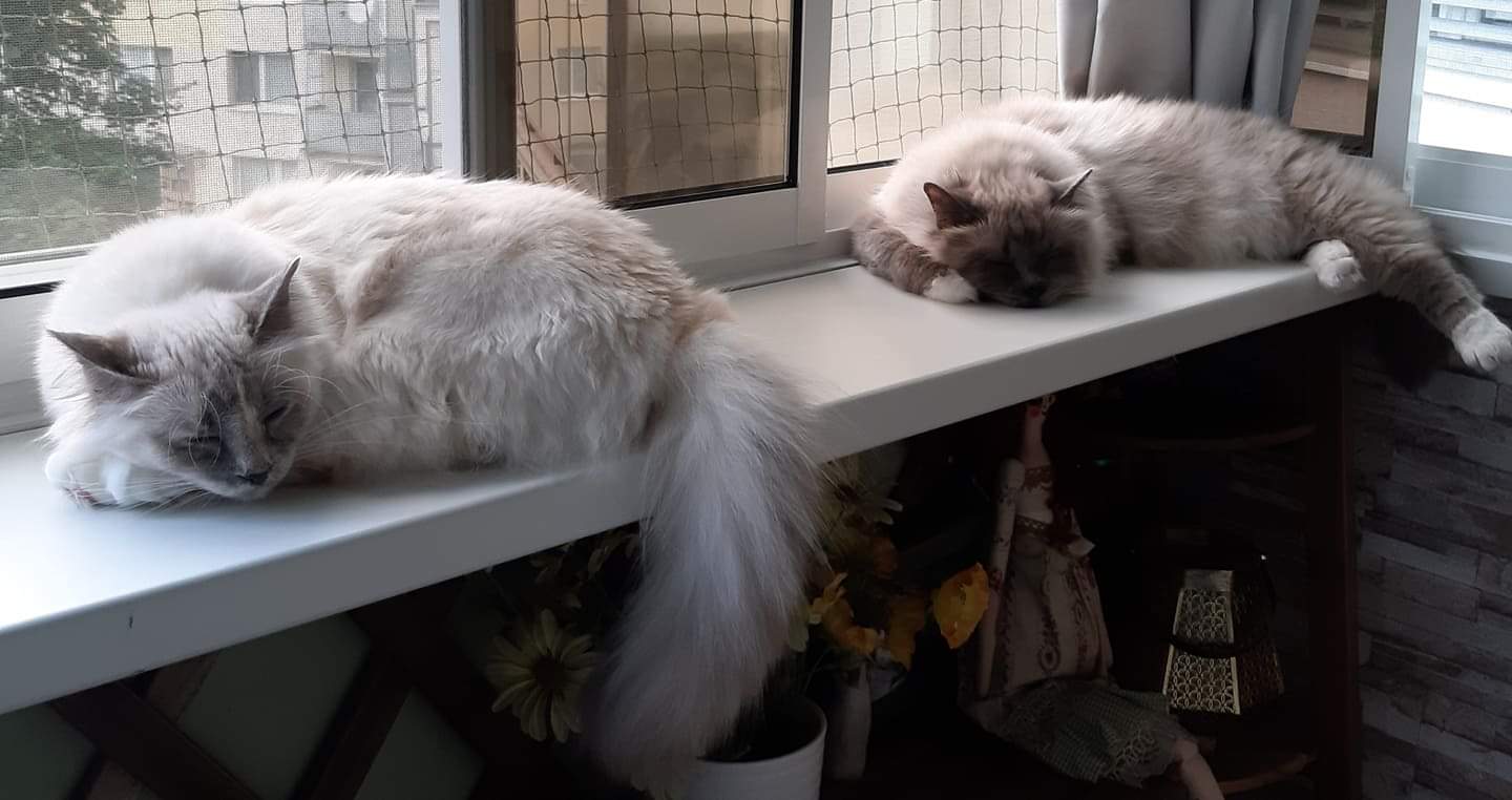 received_401023643833708