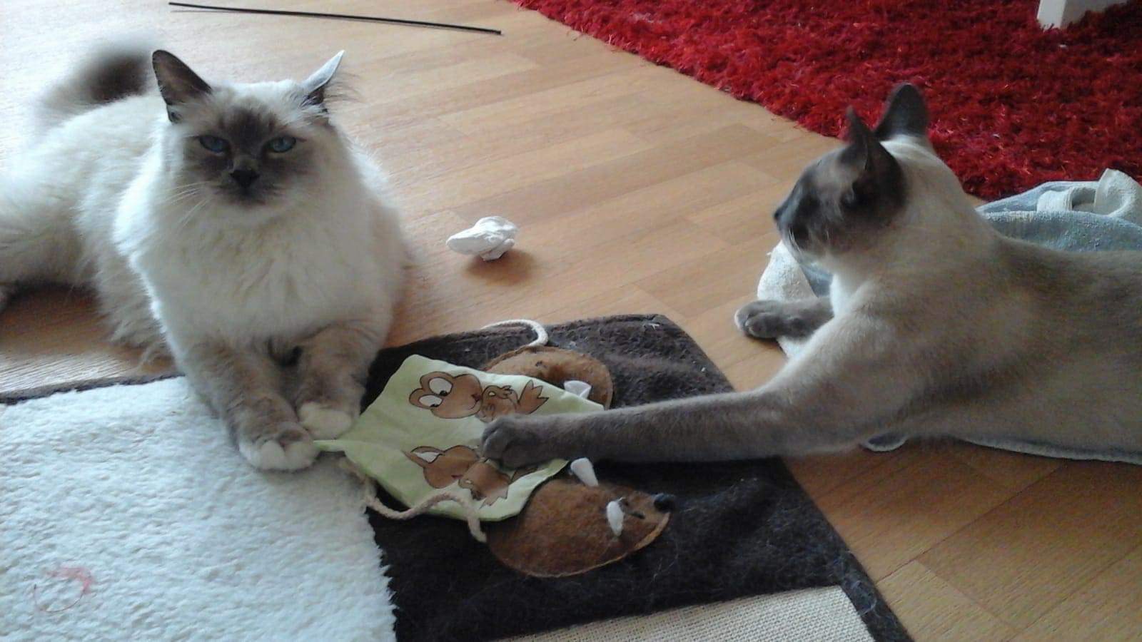 received_2545215958844253