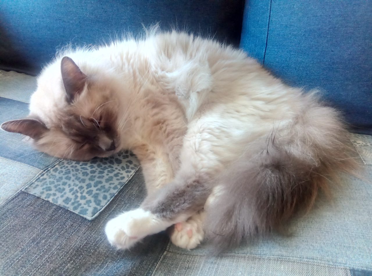 IMG-68fb3003f8462f8b1c16dab91fb2efd1-V