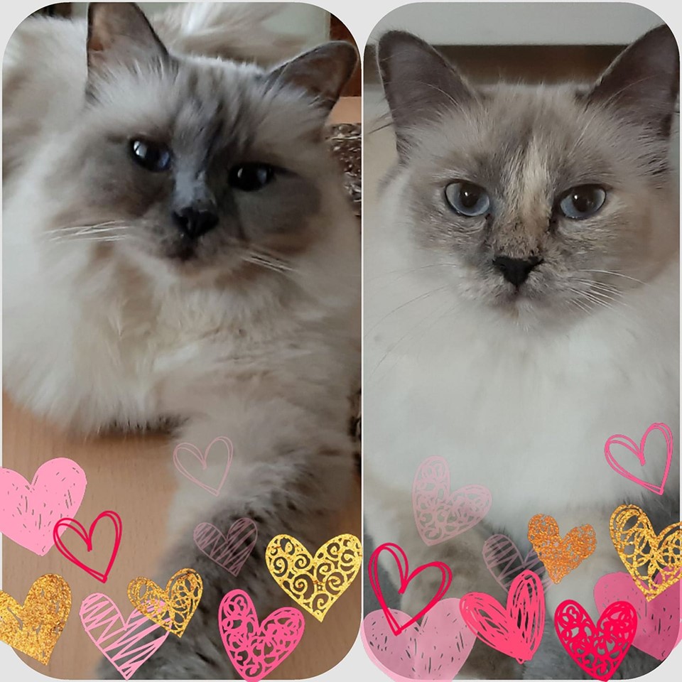 70708038_2432188566858635_7763098321744297984_n