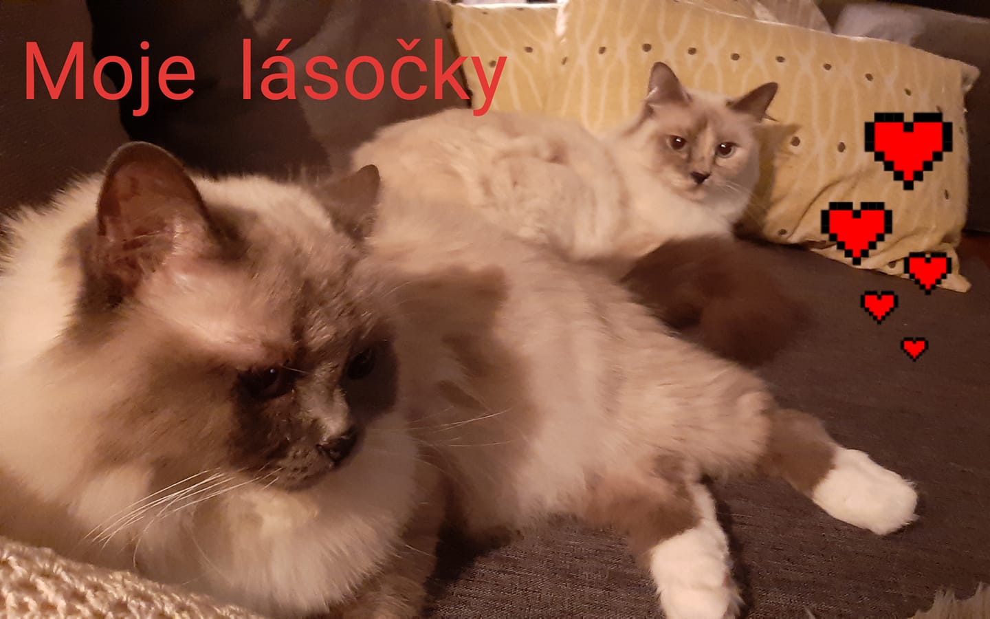 89124560_2783035685107253_8681004782191640576_o