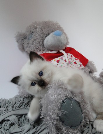 celestyn-5-tydnu6[1]