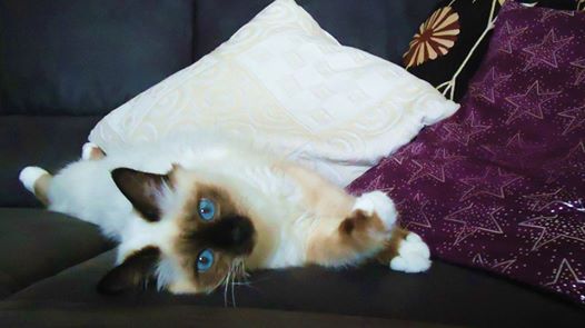 1525351_10203107597316854_1998699748_n