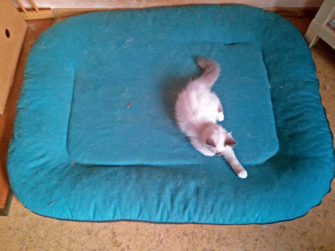 IMG-de8485ba40f3ba05334865f8fa5d80ab-V